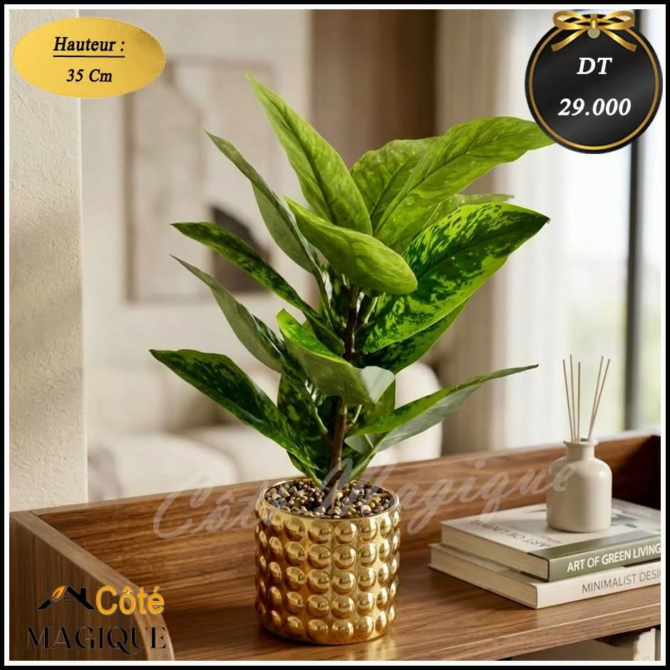 Plante de décoration